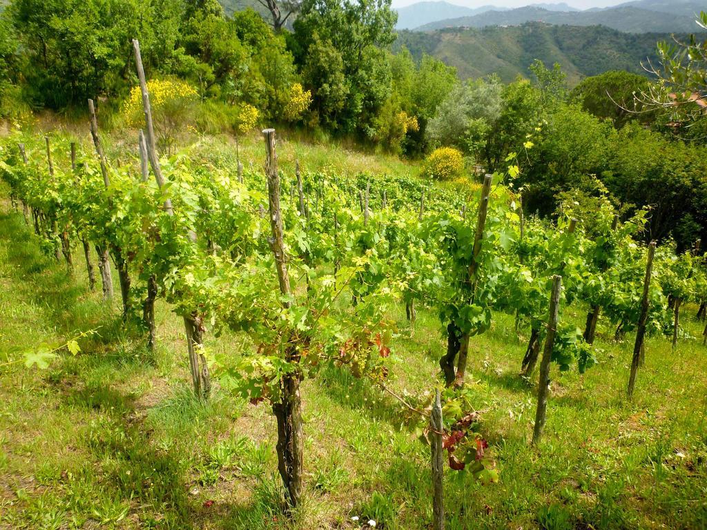 Bed and Breakfast Benvenuti Nel Sud Sessa Cilento Экстерьер фото